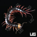 Gracille Centipede
