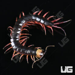 Gracille Centipede