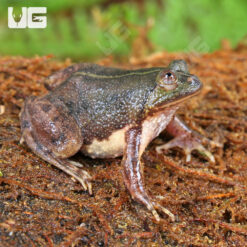 Green Puddle Frog