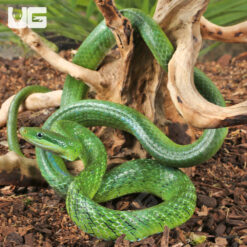Green Bush Ratsnake