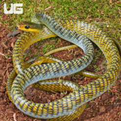 Male Golden Keelback Snake