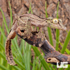 Sikorae Mossy Leaf Tail Gecko