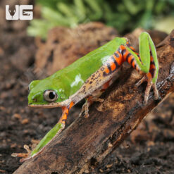 Tigerleg Monkey Tree Frog