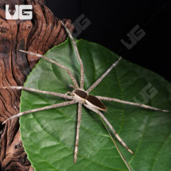 White Flanked Fishing Spider (4 - 5'')