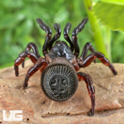 Chinese Hourglass Trapdoor Spider