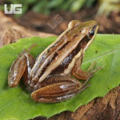 Asian Greenback Frog