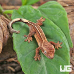 Baby Empty Back Crested Gecko