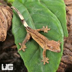 Baby Phantom Crested Gecko