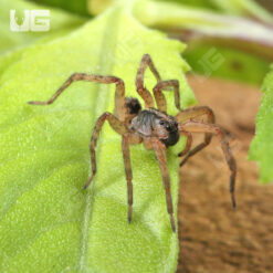 Baby Pine Giant Wolf Spider