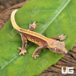 Baby Super Stripe Pinstripe Crested Gecko