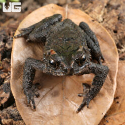 Bony-Headed Toad