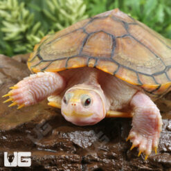 Juvenile Caramel Pink Red Ear Slider Turtle