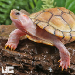 Juvenile Hypo Albino Red Ear Slider Turtle