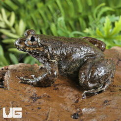 Khul's Creek Frog