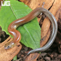 Angel’s Supple Skink