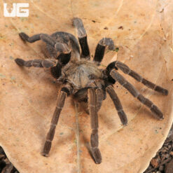 Long Na Earth Tiger Tarantula (4 - 5")