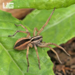 Rabid Wolf Spider (1-2")