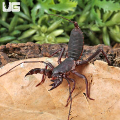 Vietnamese Vinegaroon