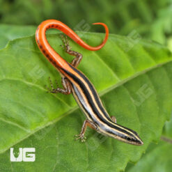 Yellow Striped Tree Skink
