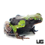 Guibé's Mantella