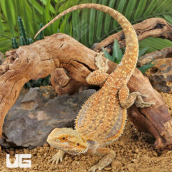 Adult Male Dunner Inferno Bearded Dragon #2