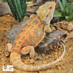 Pogona vitticeps-2180851