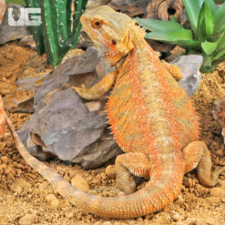Adult Male Hypo Inferno Bearded Dragon #3