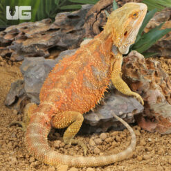 Adult Male Hypo Inferno Blue Bar Bearded Dragon #1
