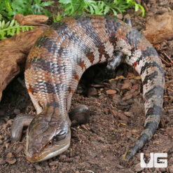 Adult Merauke Blue Tongue Skink