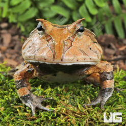 Adult Suriname Horned Frog