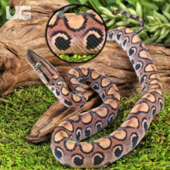 C.B. Baby Brazilian Rainbow Boa #3