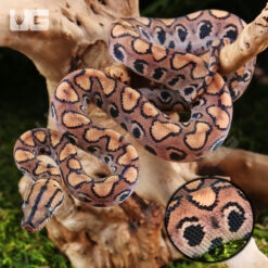 C.B. Baby Brazilian Rainbow Boa #4