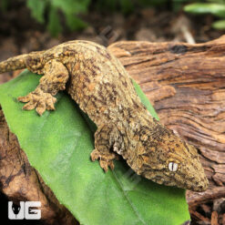 Baby GTA x Yate (Dark Morph) Leachianus Gecko