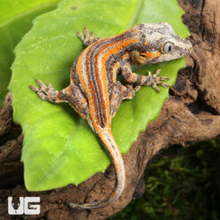 Baby Orange Striped Gargoyle Gecko