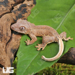 Baby Phantom Lilly White Crested Gecko