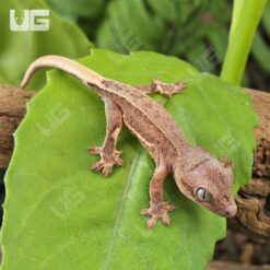 Baby Phantom Pinstripe Crested Gecko