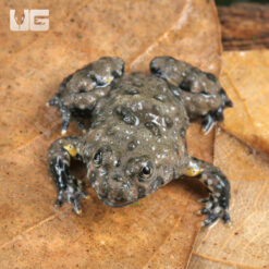 C.B. Baby Yellow-Bellied Toad