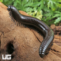 Black Sumbawa Millipede