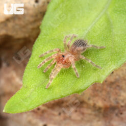 Brazilian White Knee Tarantula (.25 – .75”)