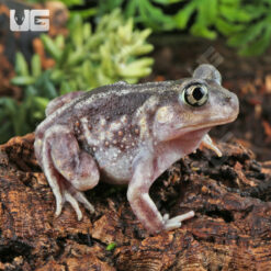 Eastern Spadefoot Toad