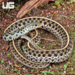 Eastern Garter Snake
