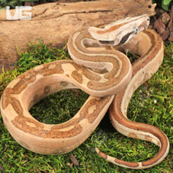 Female Jungle Labrinth Poss Het Albino Anery Boa #2