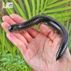 Giant Platinum Legged Millipede