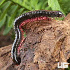 Gold Striped Pink Legged Millipede