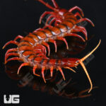 Indonesian Cherry Head Centipede