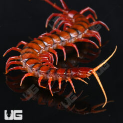Indonesian Cherry Head Centipede