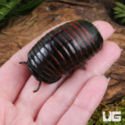 Indonesian Giant Pill Millipede