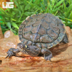 Juvenile Ouachita Map Turtle (Imperfect)
