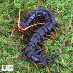 Mt. Merapi Giant Black Centipede