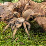 Rio Grande Gold Tarantula (2 - 3")